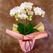 神奈川県大和市北島生花店の花　アマビリス